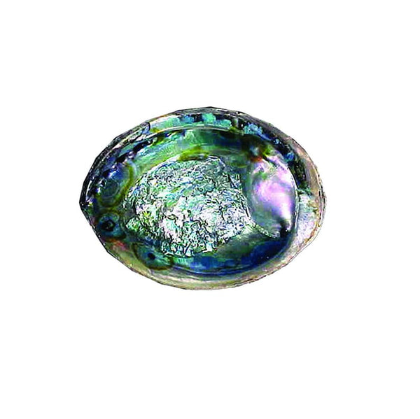 Green Abalone Shell Bowl (5-6")
