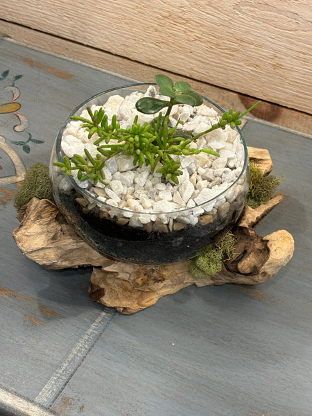 Succulent Dish/Terrarium Hand Blown Glass on Driftwood