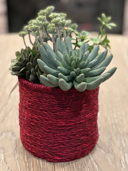Planter- Bordeaux