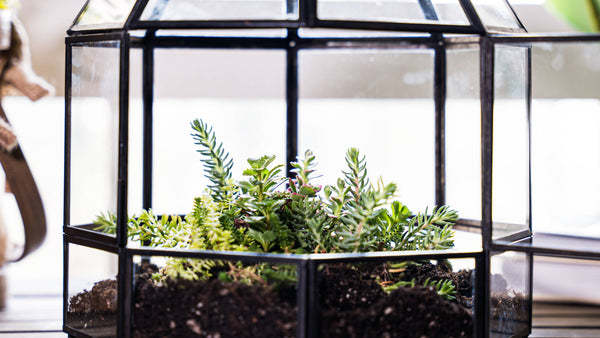 Large Glass Terrarium Birdcage Handmade Planter Decor 9x10"