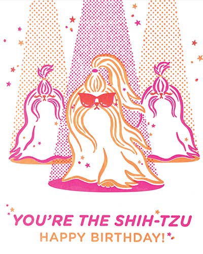 You're the Shih Tzu