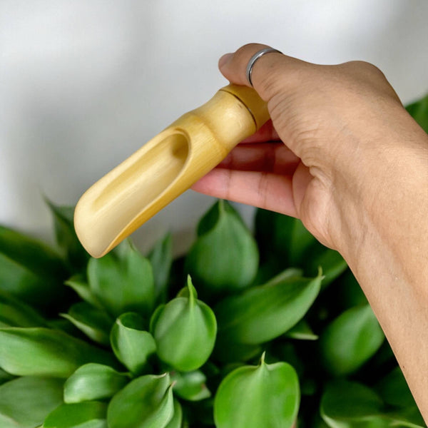 Bamboo Scoops