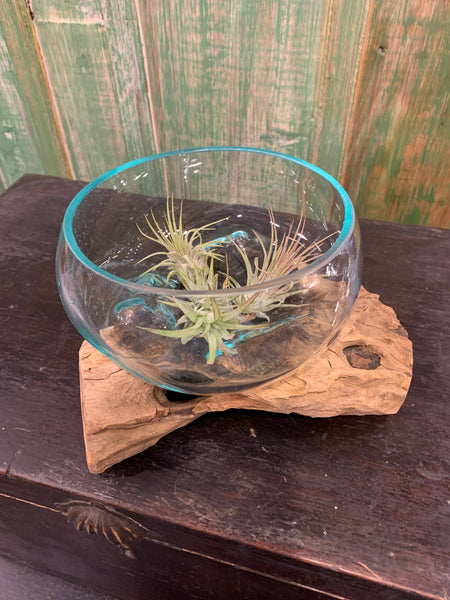 Succulent Dish/Terrarium Hand Blown Glass on Driftwood